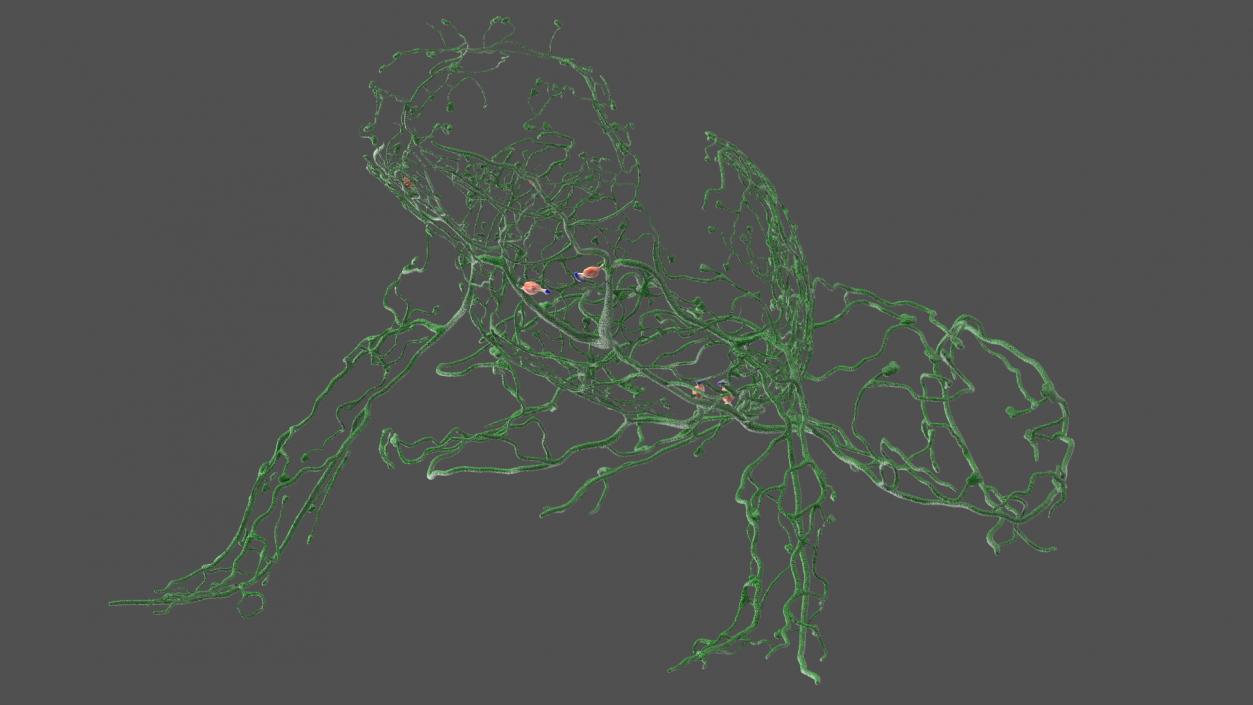 3D Complete Frog Body Anatomy