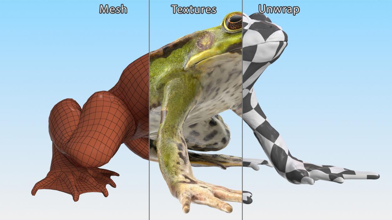 3D Complete Frog Body Anatomy