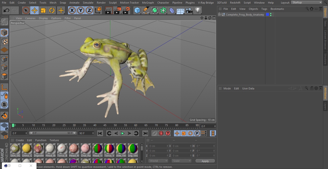 3D Complete Frog Body Anatomy