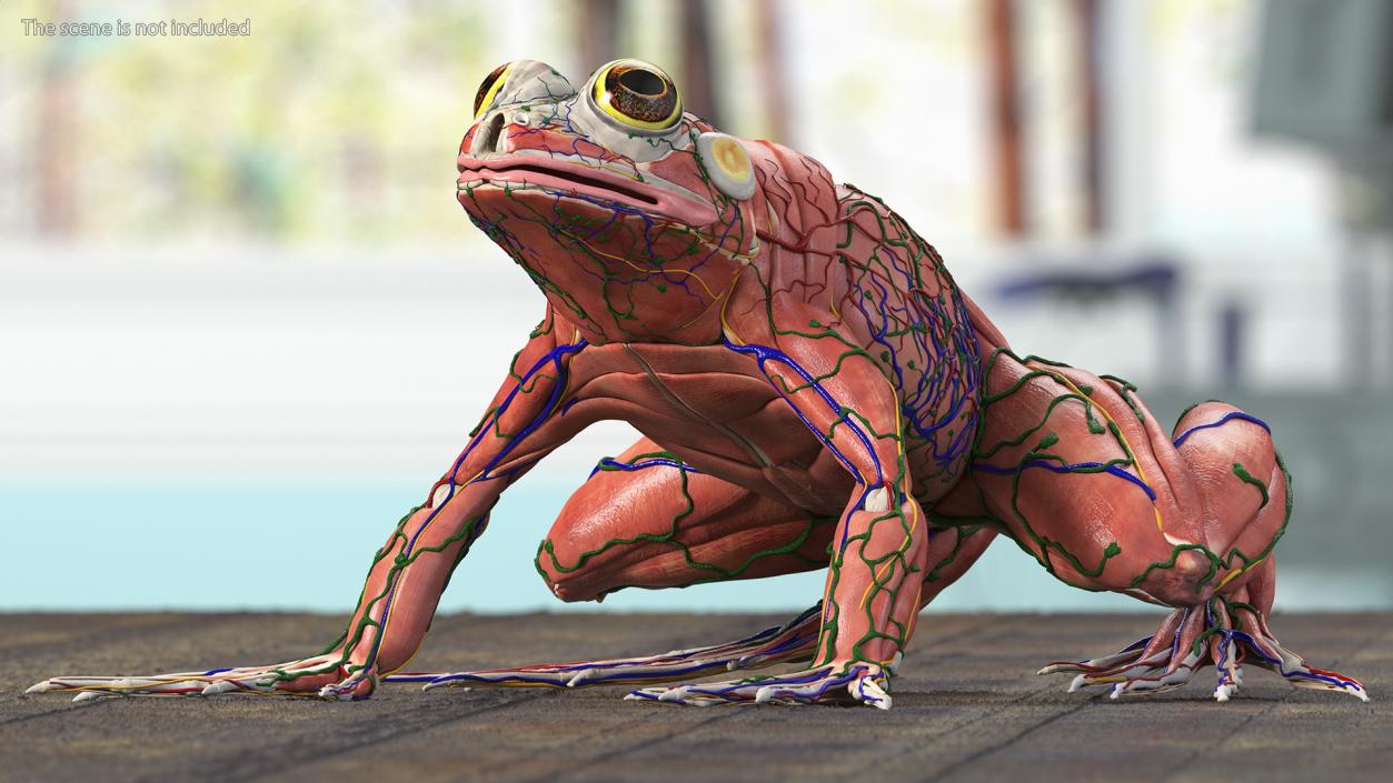 3D Complete Frog Body Anatomy