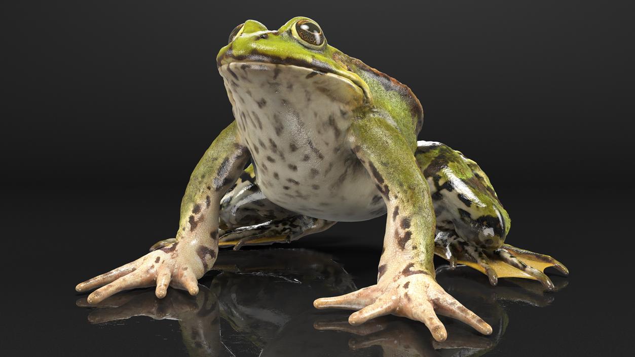 3D Complete Frog Body Anatomy