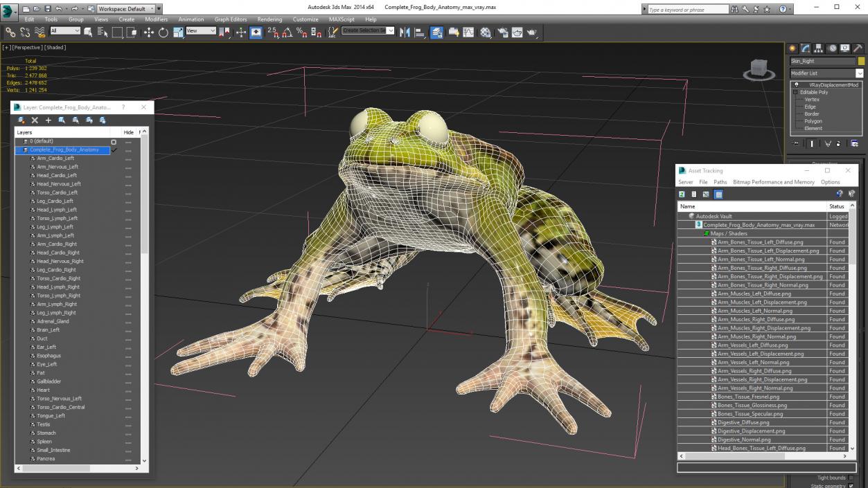 3D Complete Frog Body Anatomy