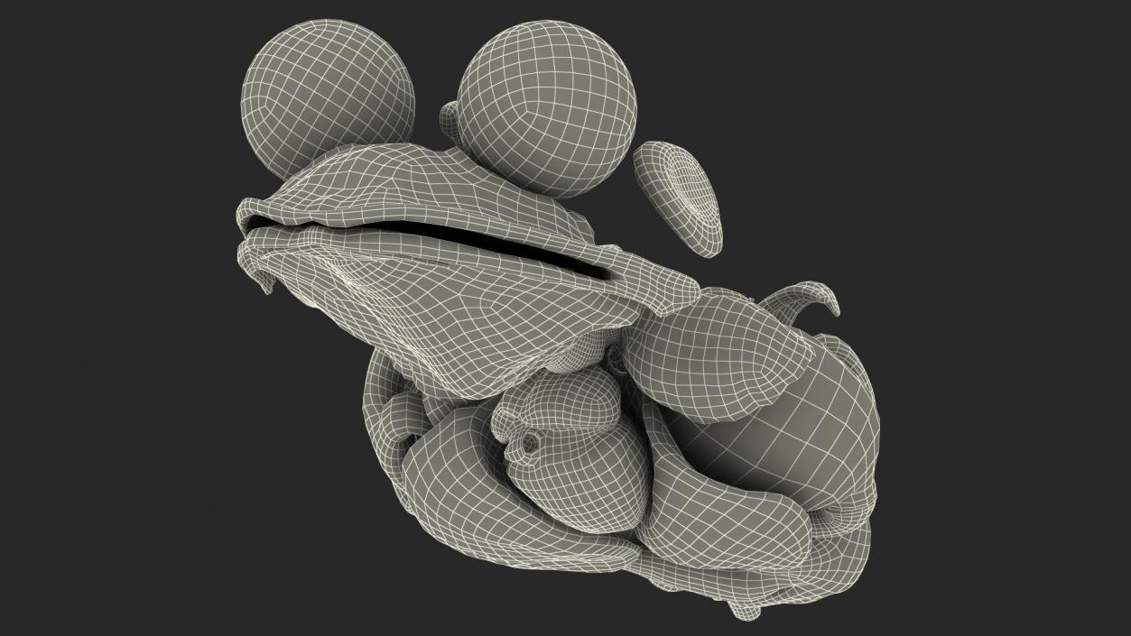 3D Complete Frog Body Anatomy