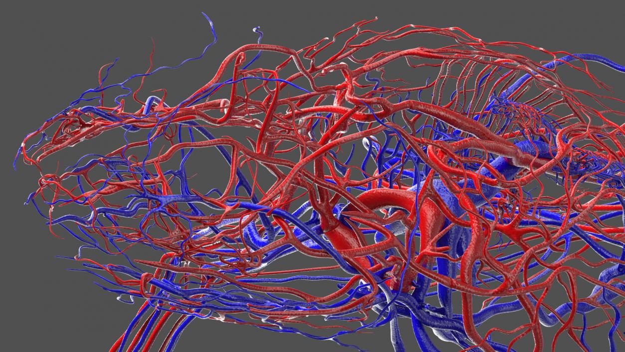 3D Complete Frog Body Anatomy