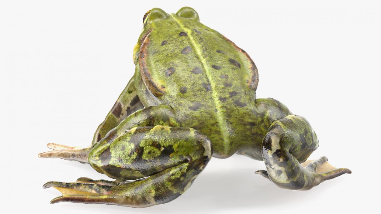 3D Complete Frog Body Anatomy