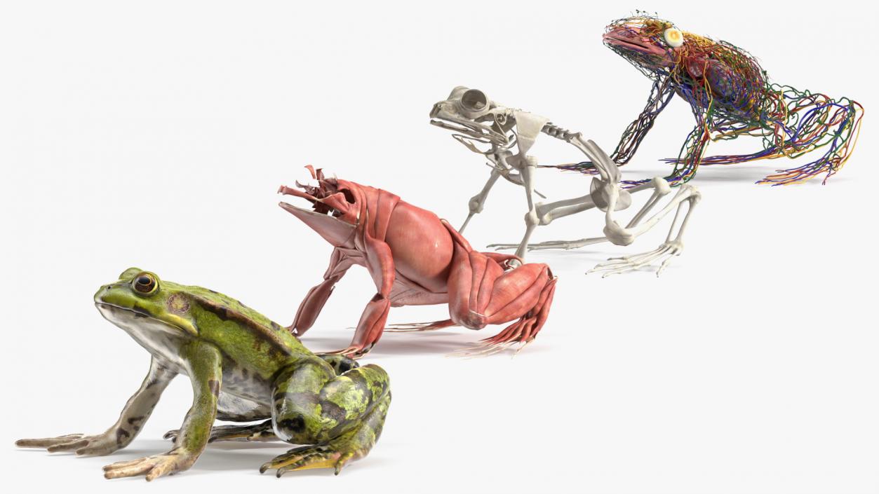 3D Complete Frog Body Anatomy