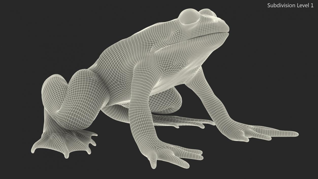 3D Complete Frog Body Anatomy