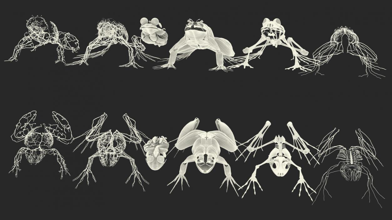 3D Complete Frog Body Anatomy