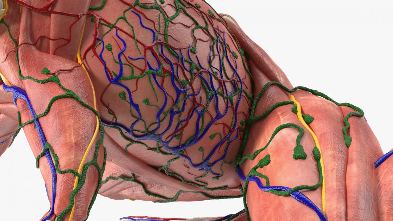 3D Complete Frog Body Anatomy