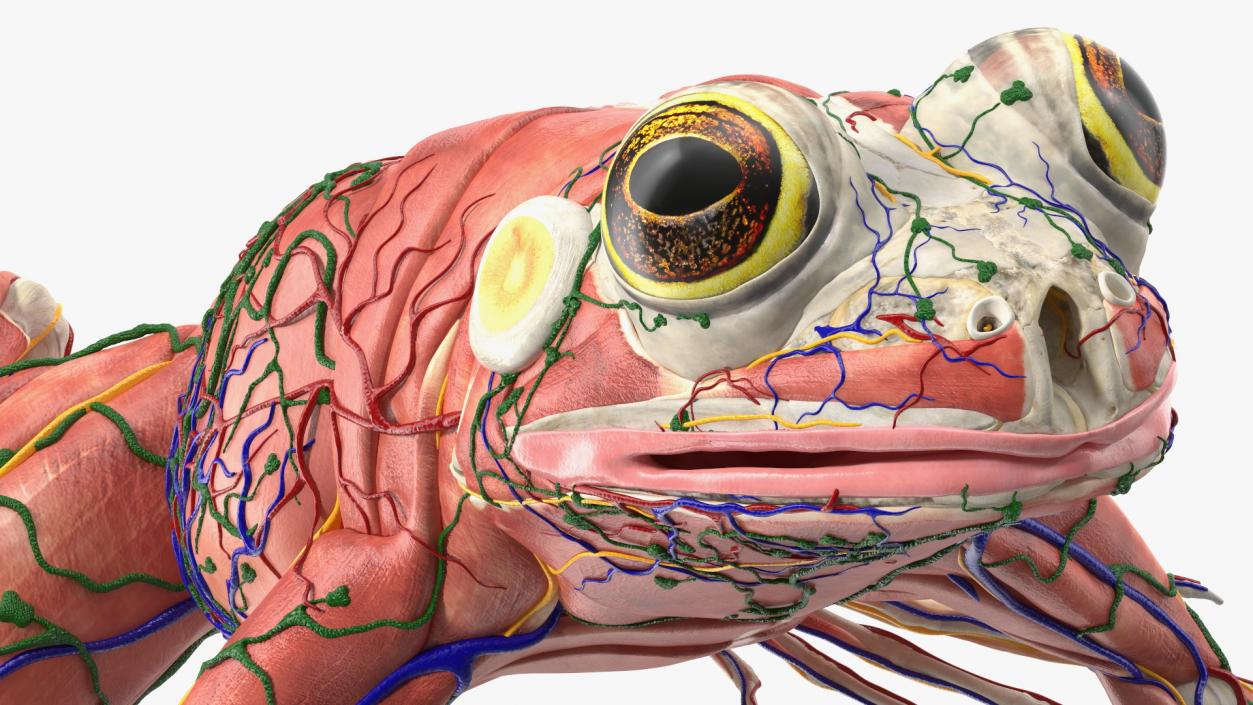 3D Complete Frog Body Anatomy