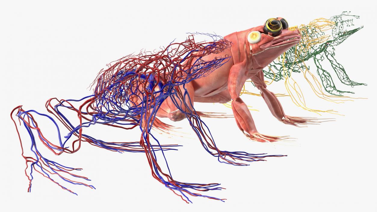 3D Complete Frog Body Anatomy