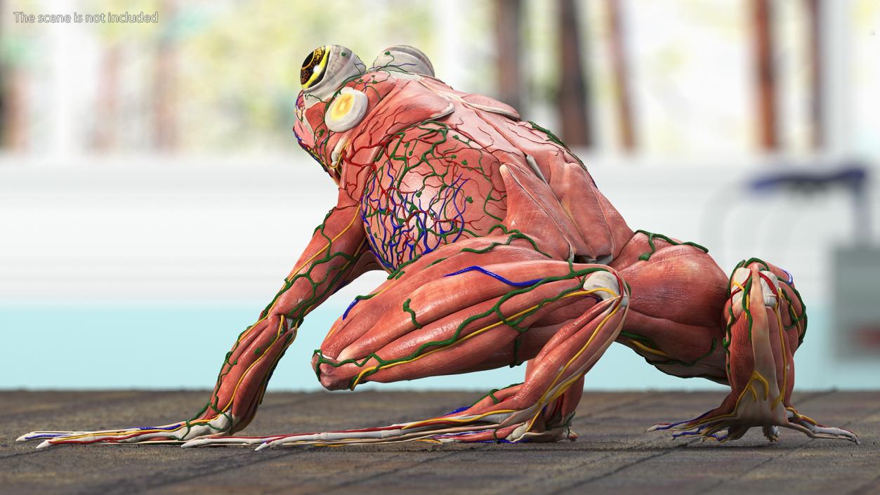 3D Complete Frog Body Anatomy