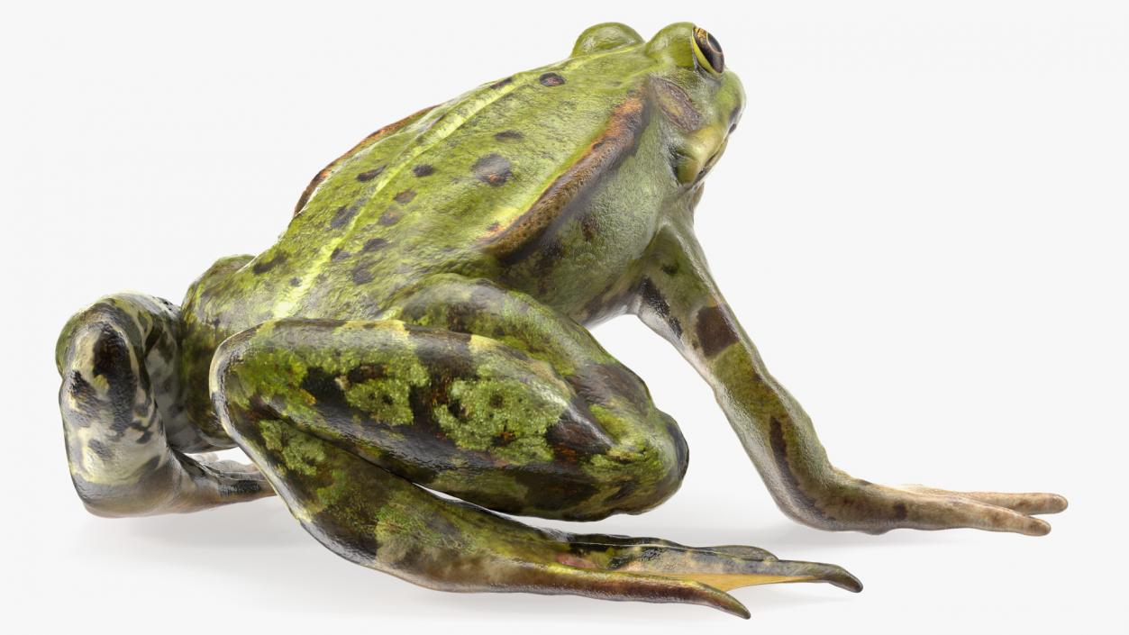 3D Complete Frog Body Anatomy