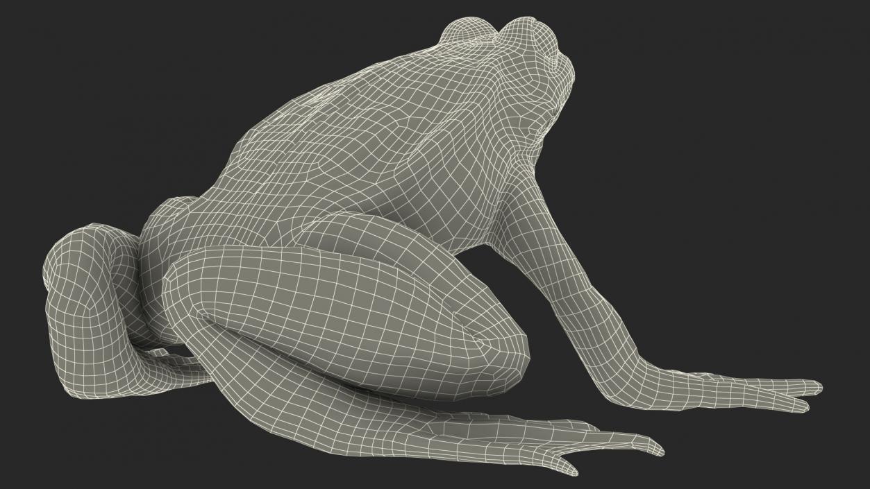 3D Complete Frog Body Anatomy