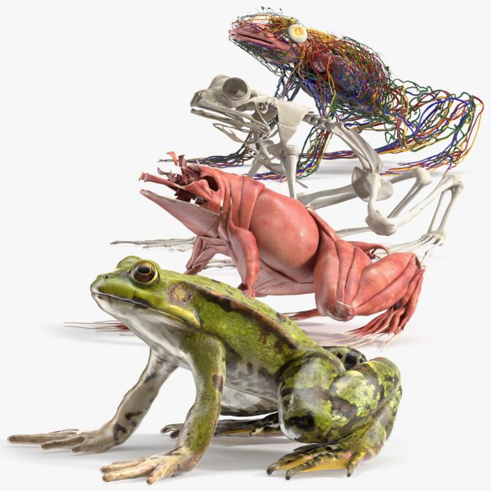 3D Complete Frog Body Anatomy