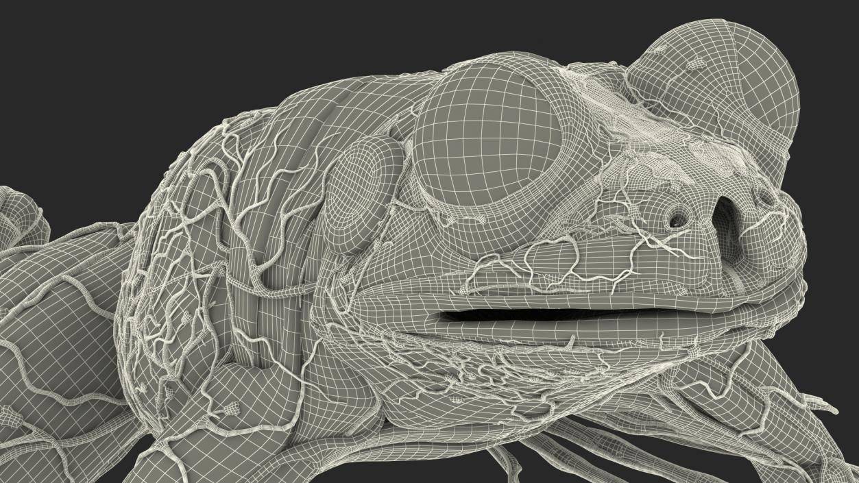 3D Complete Frog Body Anatomy