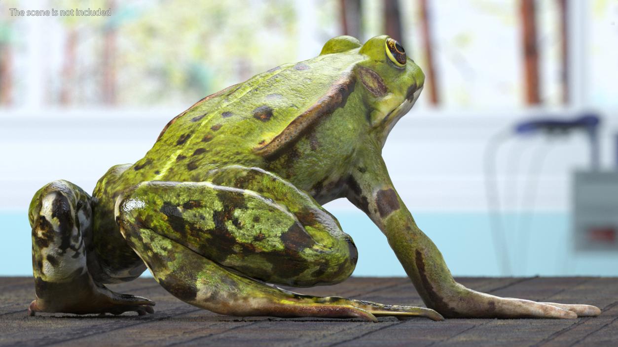 3D Complete Frog Body Anatomy