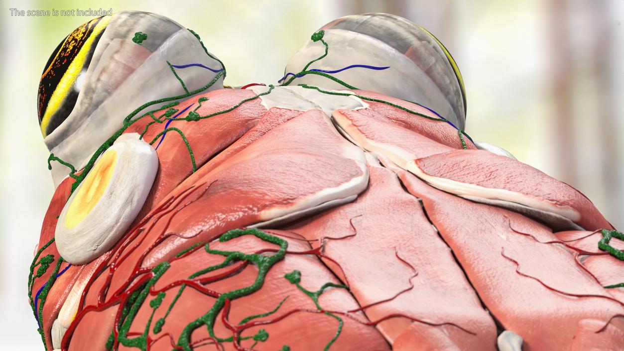 3D Complete Frog Body Anatomy