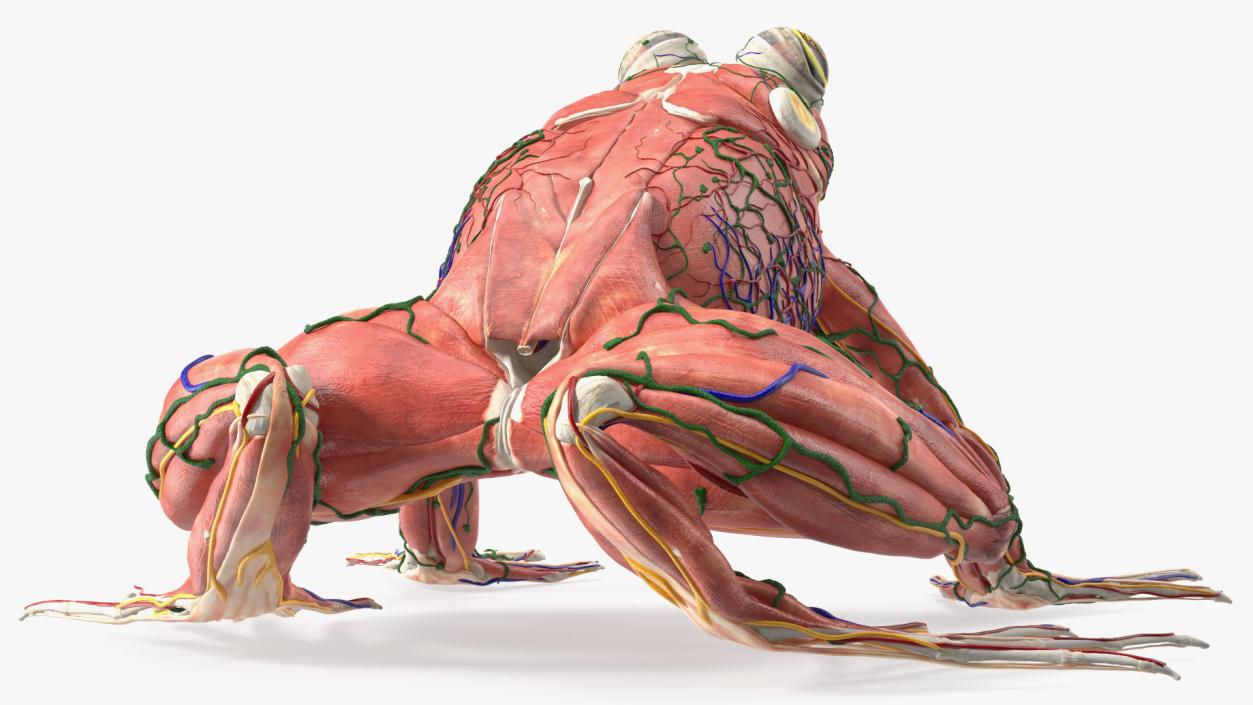 3D Complete Frog Body Anatomy