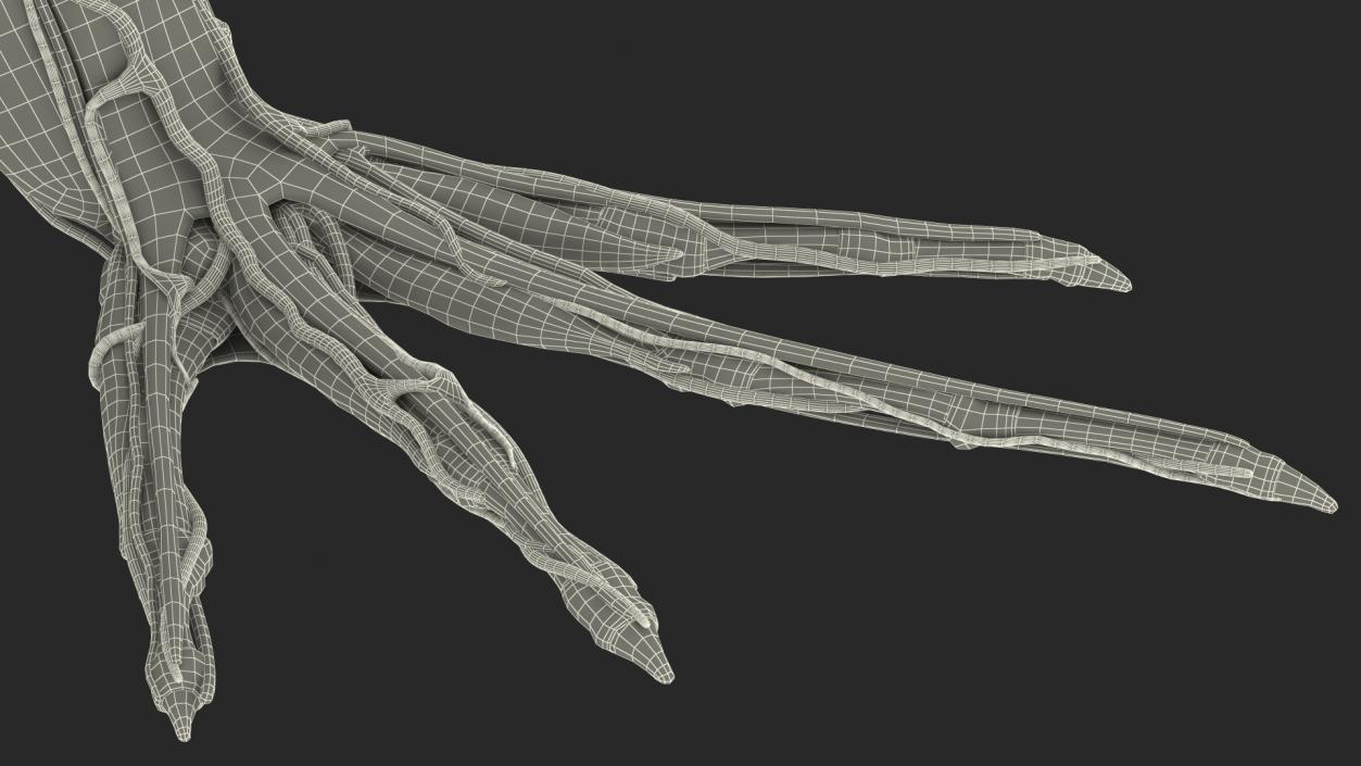 3D Complete Frog Body Anatomy