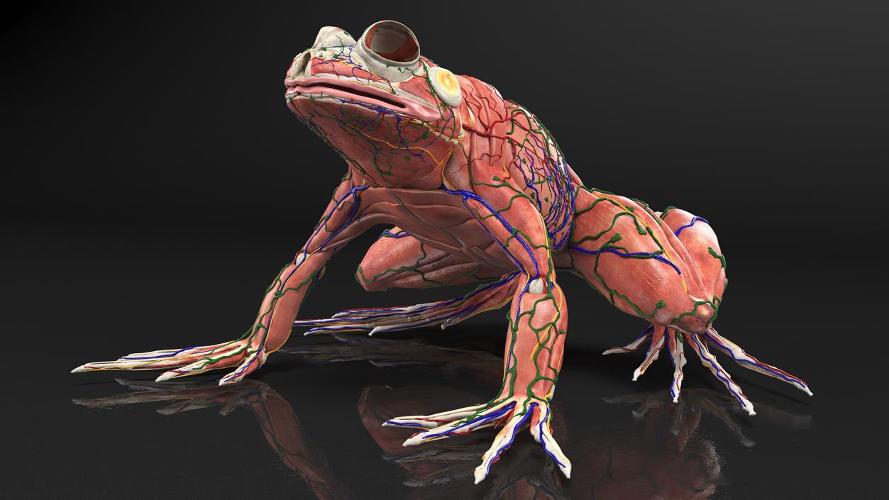 3D Complete Frog Body Anatomy