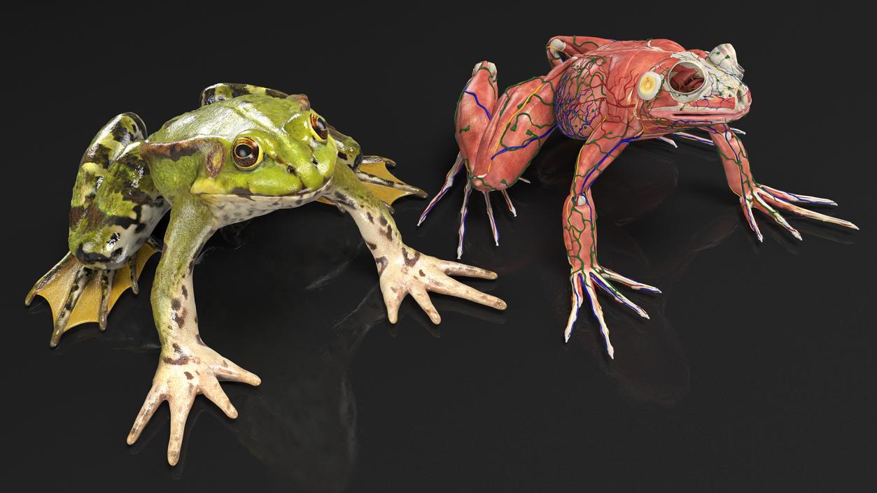 3D Complete Frog Body Anatomy