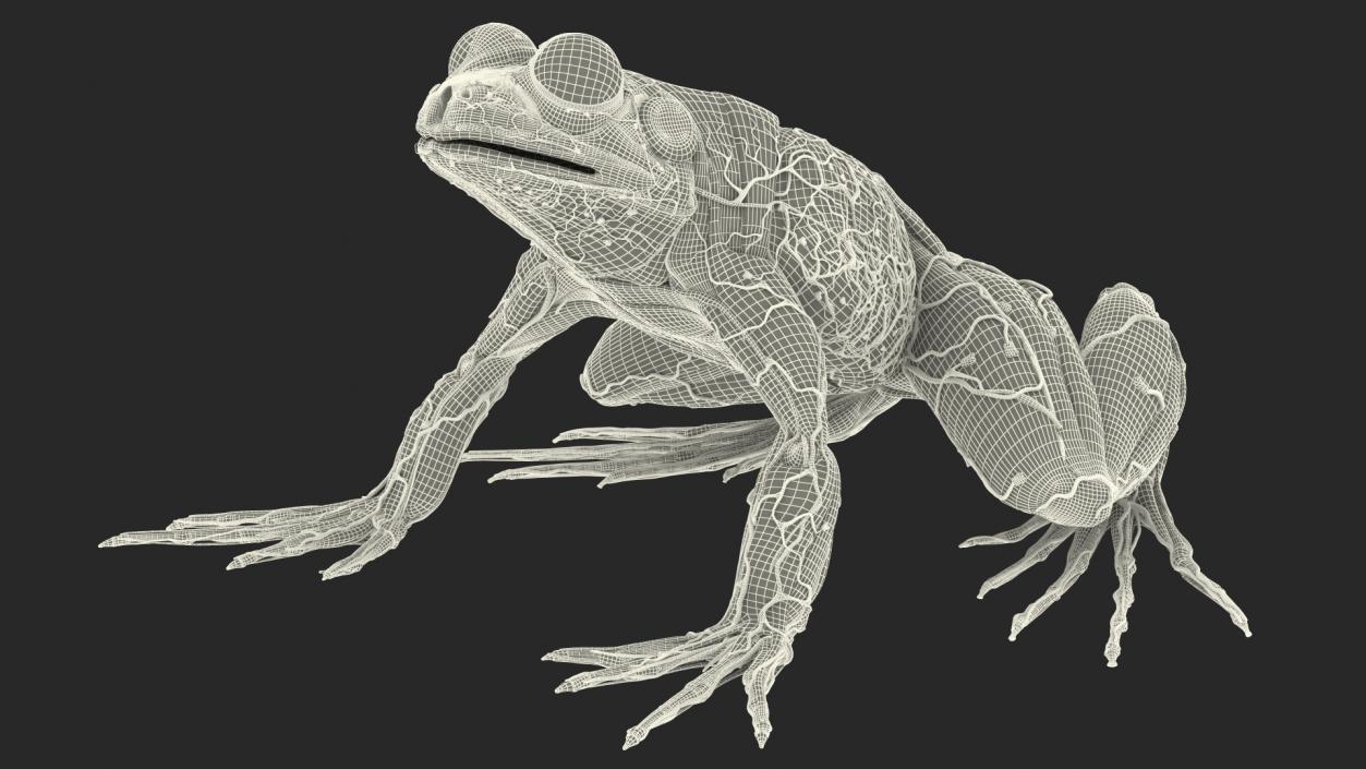 3D Complete Frog Body Anatomy