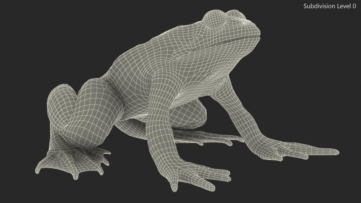 3D Complete Frog Body Anatomy