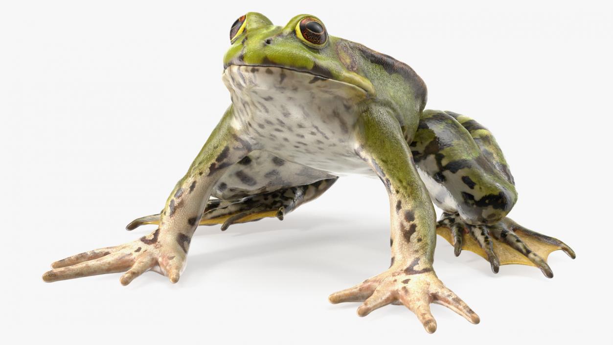 3D Complete Frog Body Anatomy