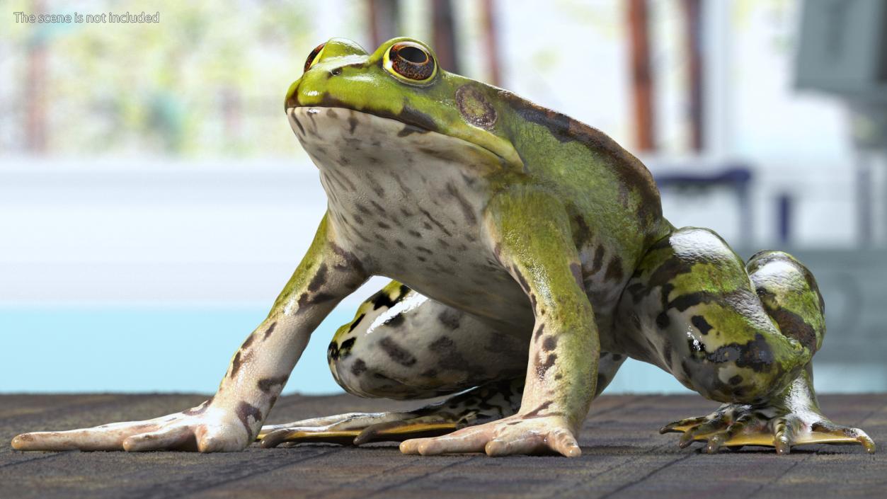 3D Complete Frog Body Anatomy