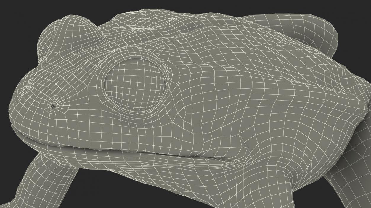 3D Complete Frog Body Anatomy