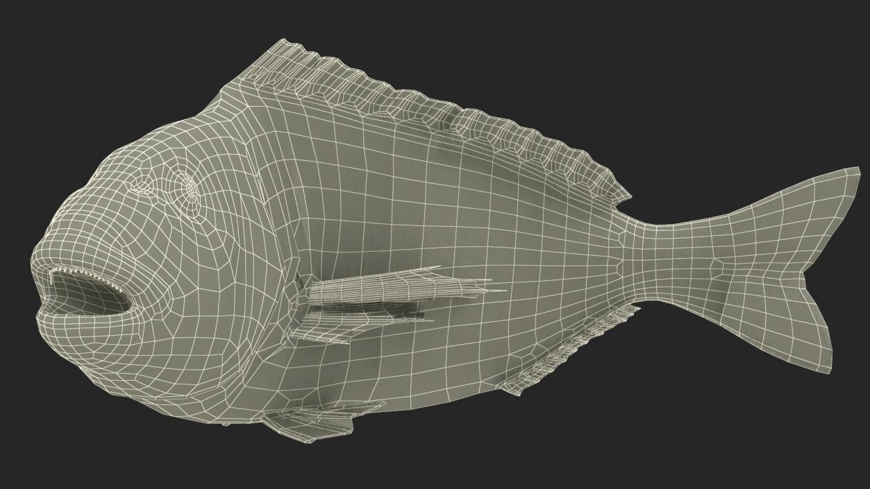 3D Gilthead Bream Fish Rigged