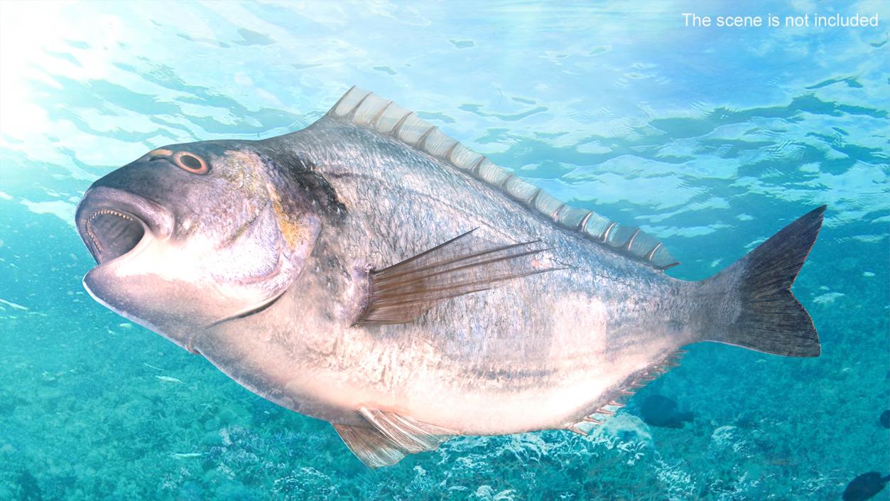 3D Gilthead Bream Fish Rigged