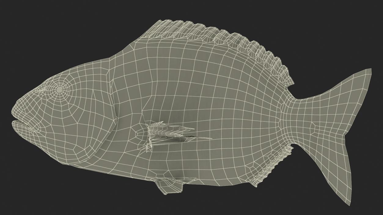 3D Gilthead Bream Fish Rigged