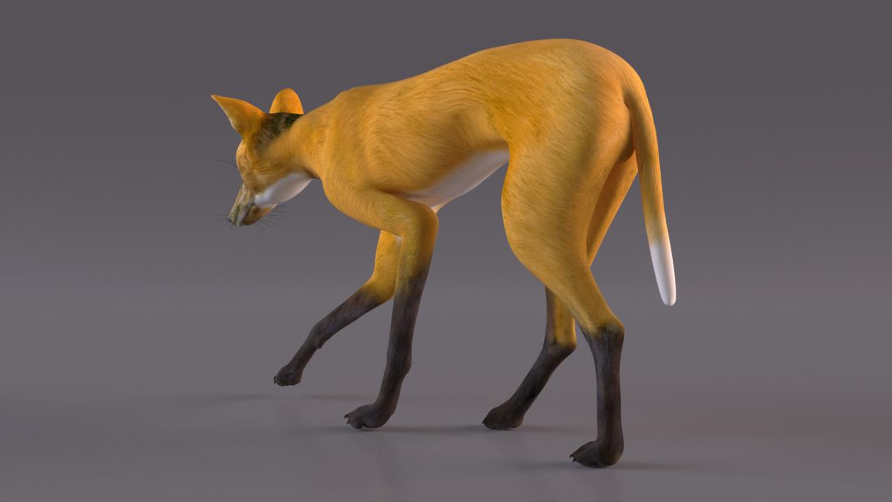 3D Chrysocyon Walking model