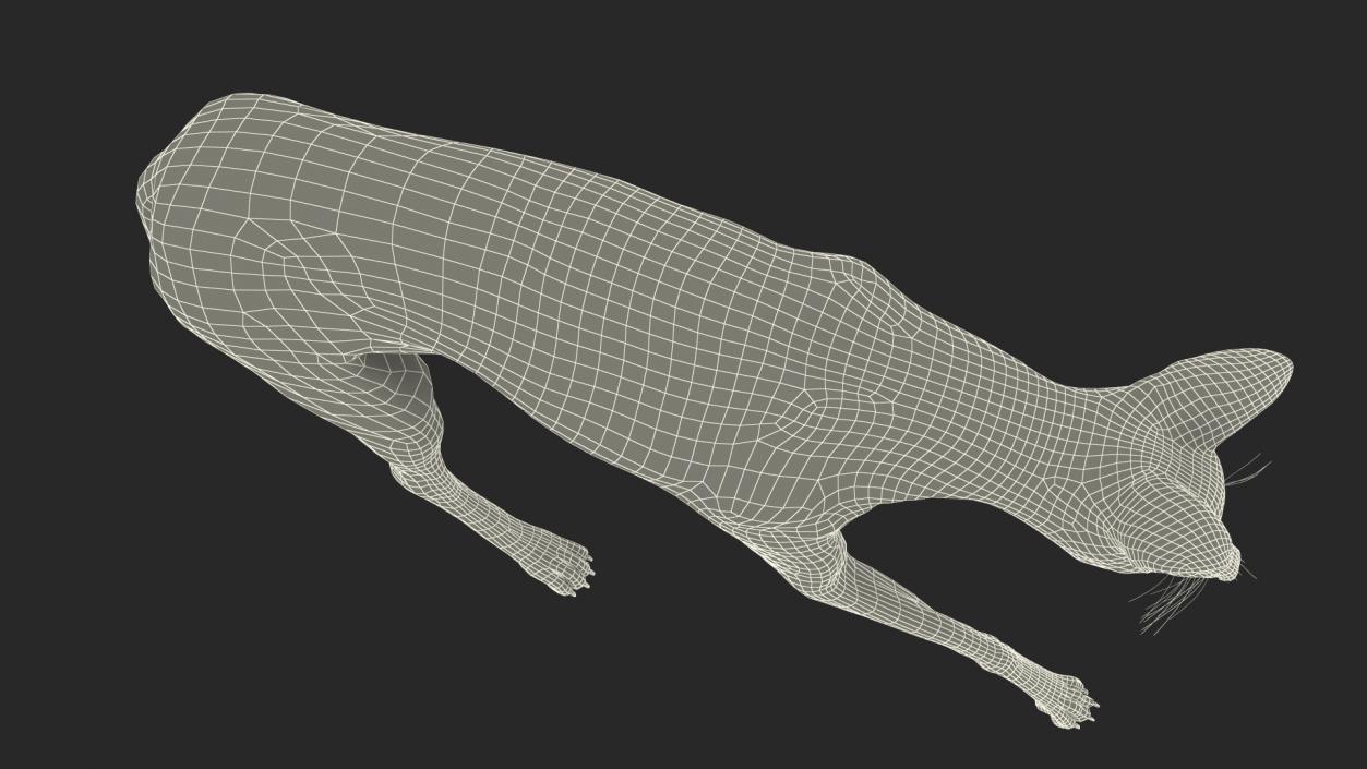 3D Chrysocyon Walking model