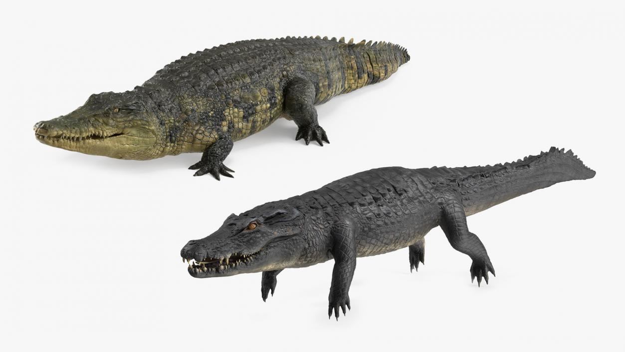 3D Crocodiles Collection