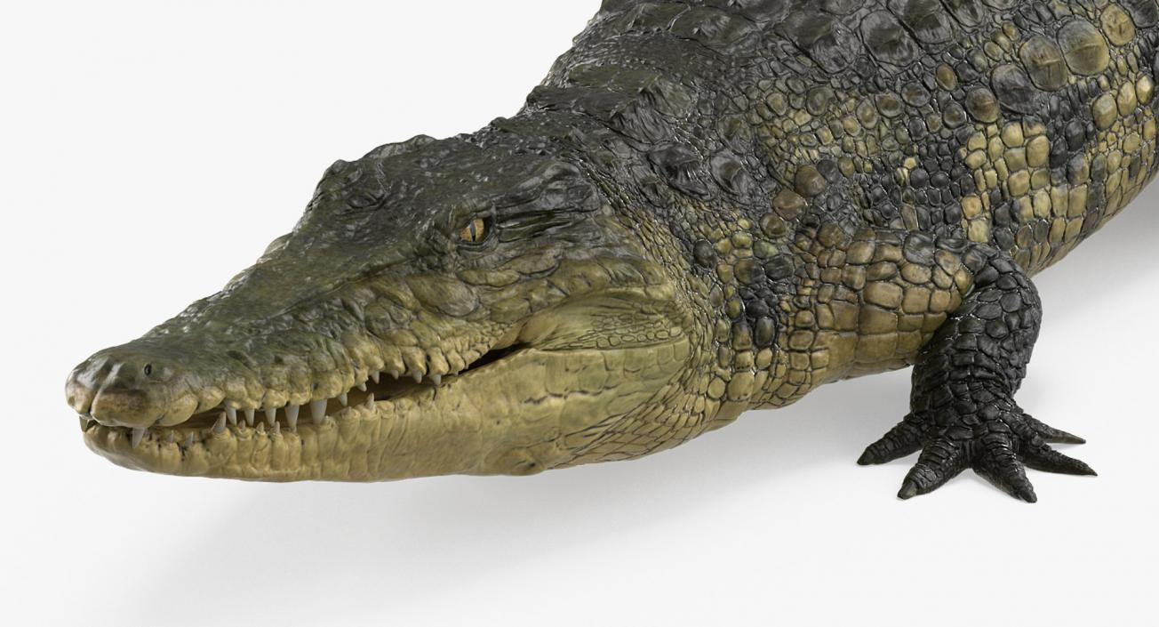 3D Crocodiles Collection