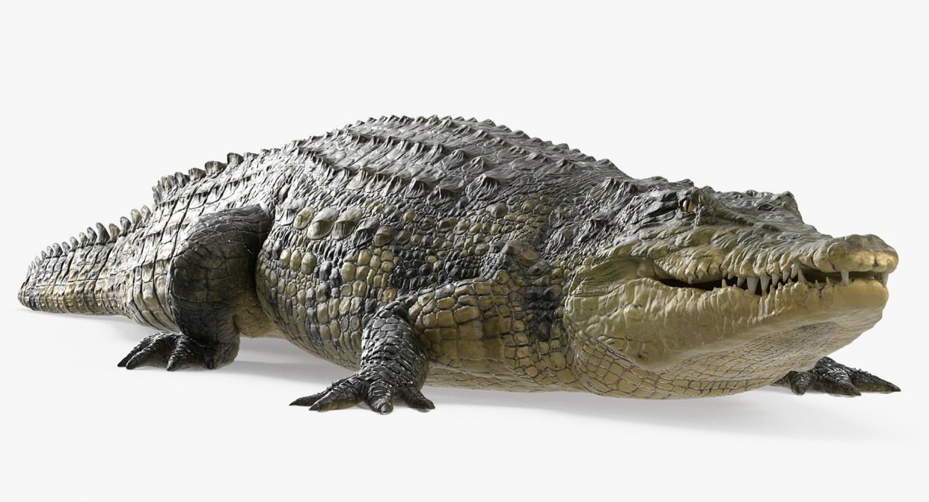 3D Crocodiles Collection