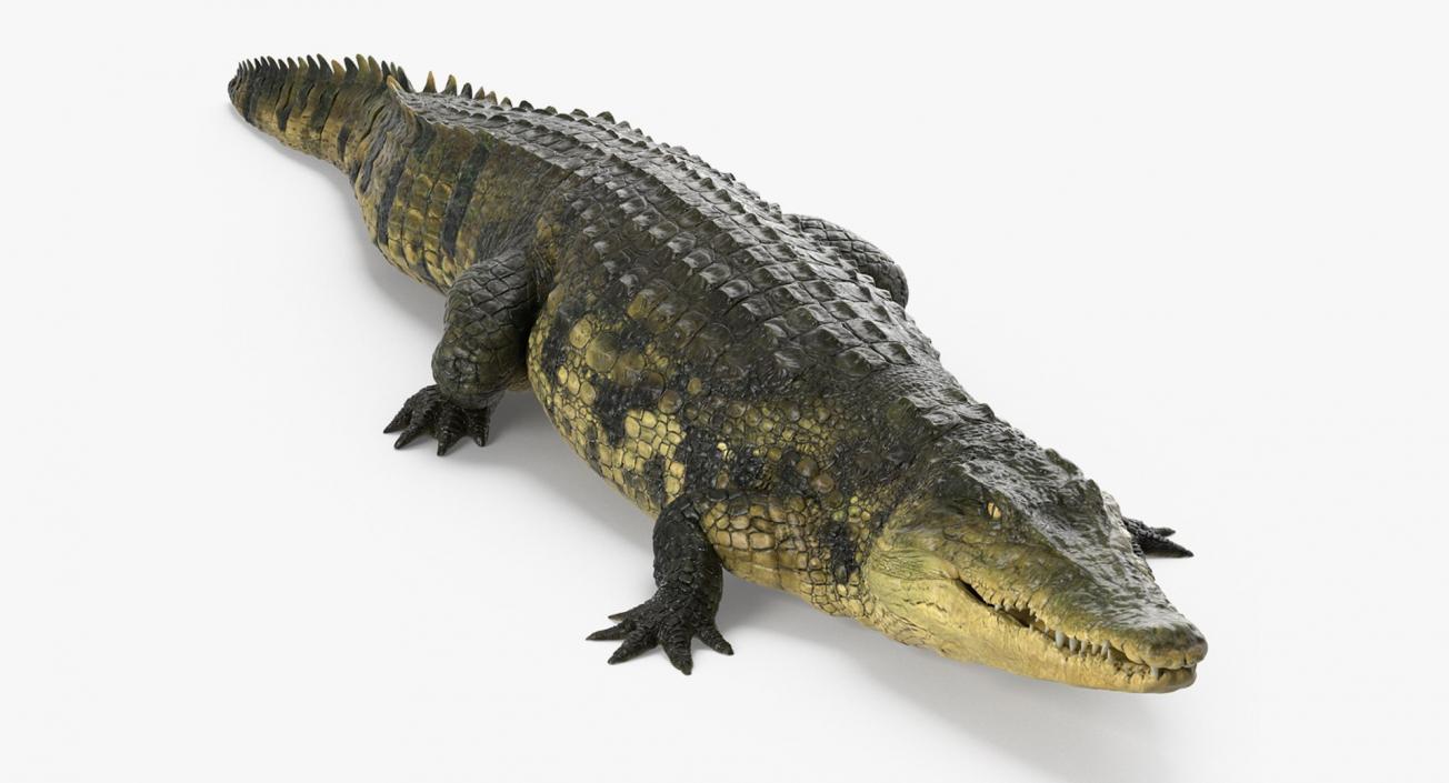 3D Crocodiles Collection