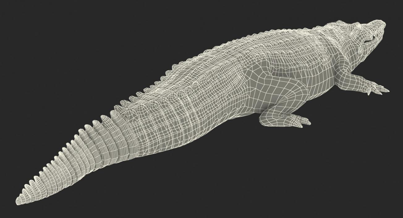 3D Crocodiles Collection