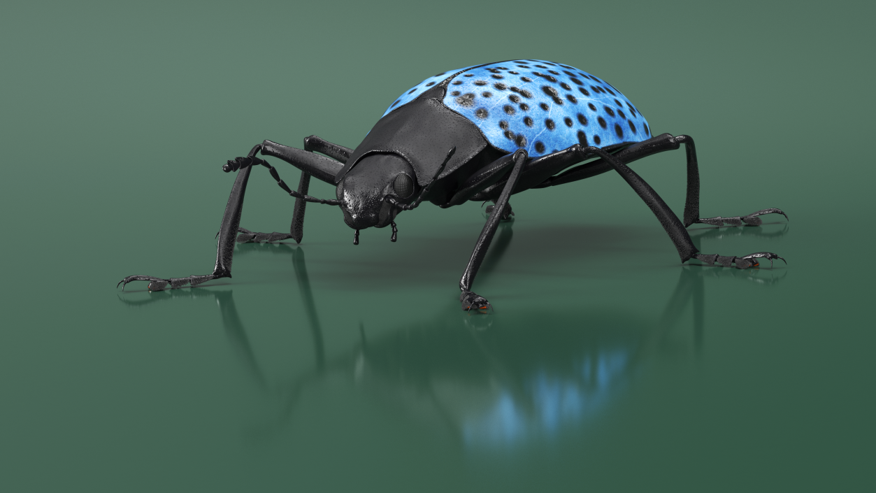 3D Blue Fungus Beetle Insect Fur Rigged