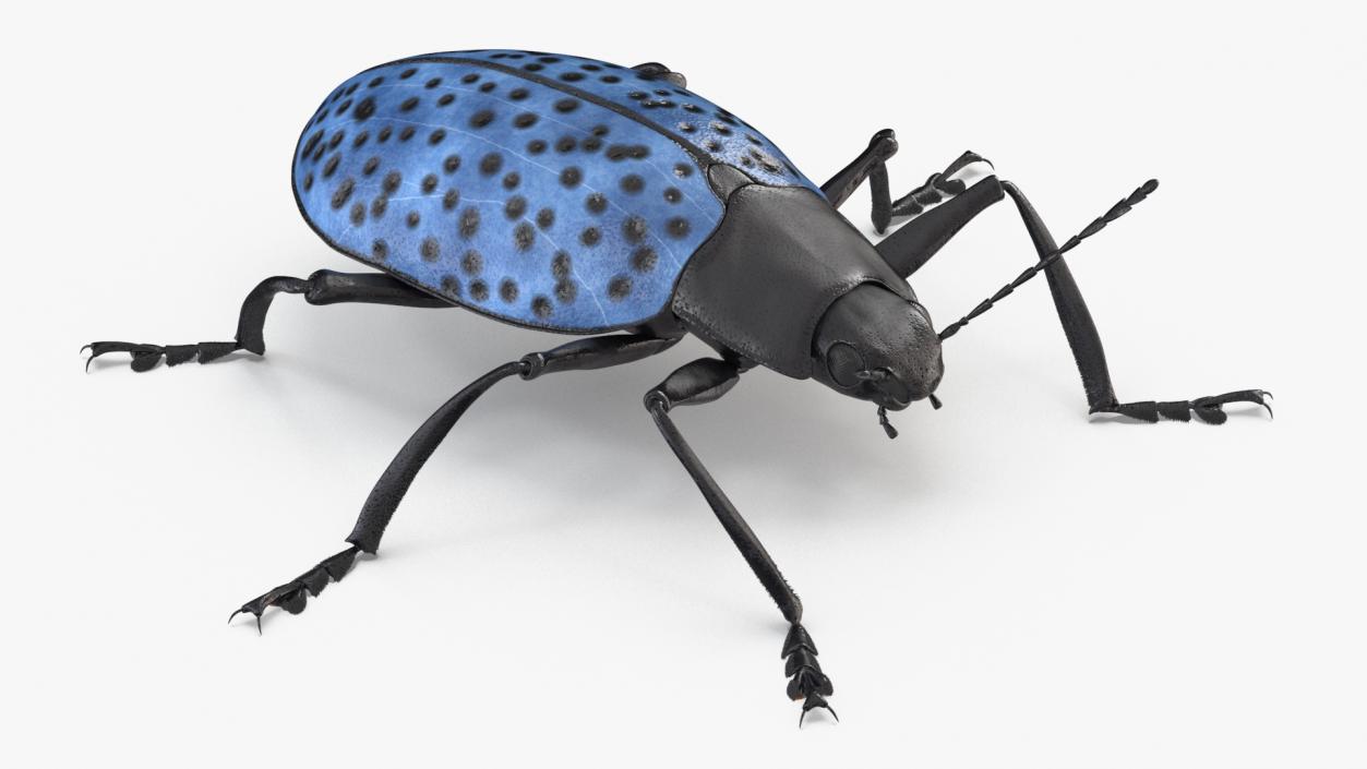 3D Blue Fungus Beetle Insect Fur Rigged