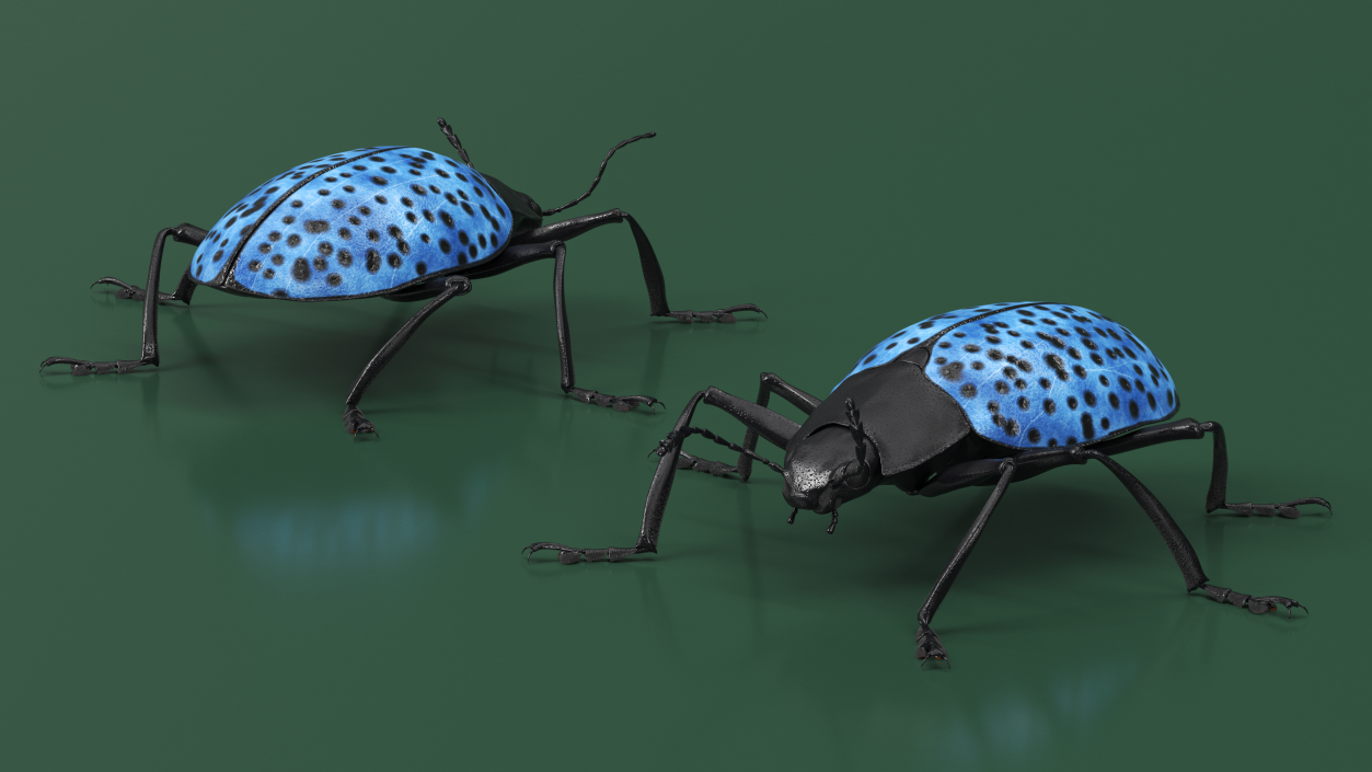 3D Blue Fungus Beetle Insect Fur Rigged