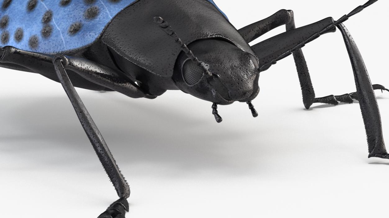 3D Blue Fungus Beetle Insect Fur Rigged