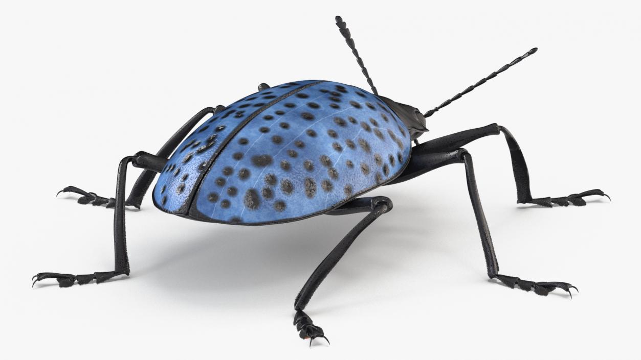 3D Blue Fungus Beetle Insect Fur Rigged