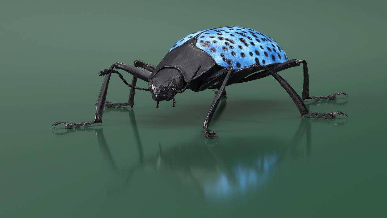 3D Blue Fungus Beetle Insect Fur Rigged