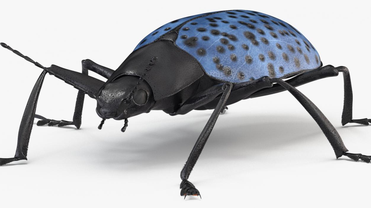 3D Blue Fungus Beetle Insect Fur Rigged