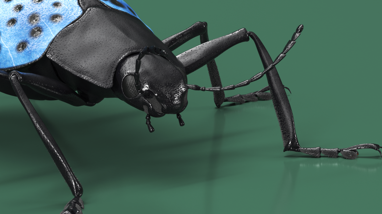 3D Blue Fungus Beetle Insect Fur Rigged