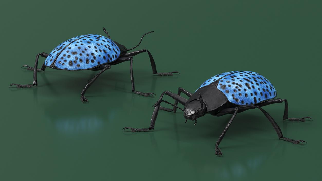 3D Blue Fungus Beetle Insect Fur Rigged